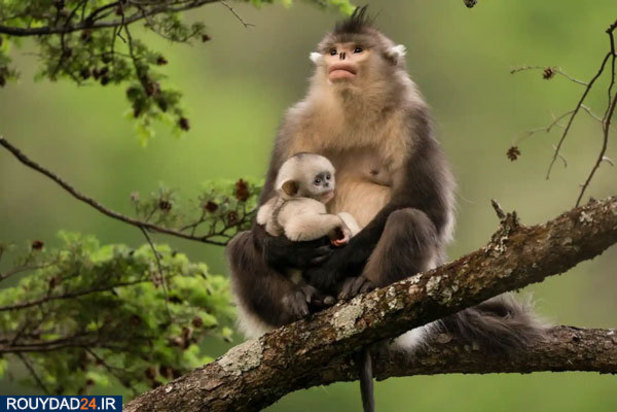 حیوانات عظیم‌الجثه حیات وحش