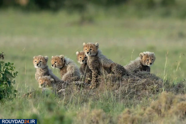 حیوانات عظیم‌الجثه حیات وحش