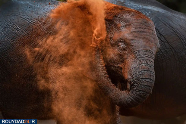 حیوانات عظیم‌الجثه حیات وحش