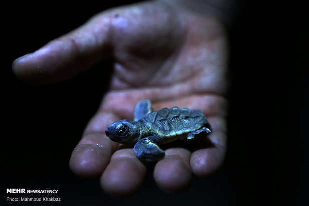 روز ملی خلیج فارس