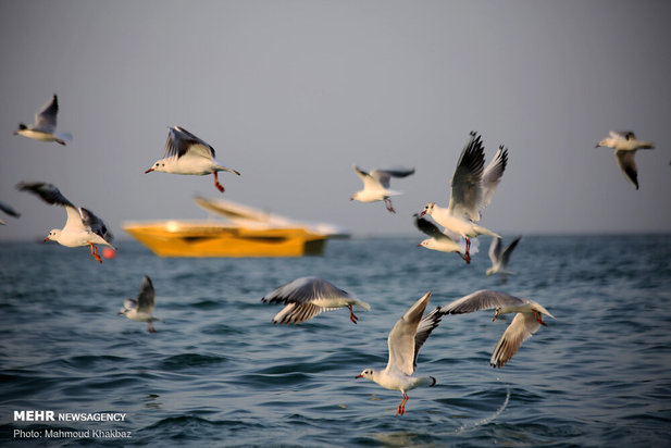 روز ملی خلیج فارس