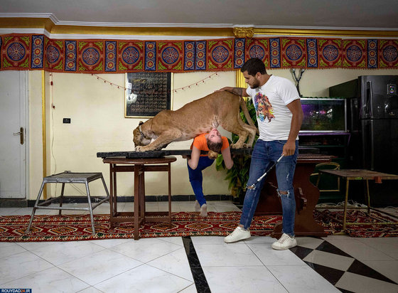 گربه بزرگ در خانه مربی شیر