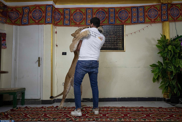 گربه بزرگ در خانه مربی شیر