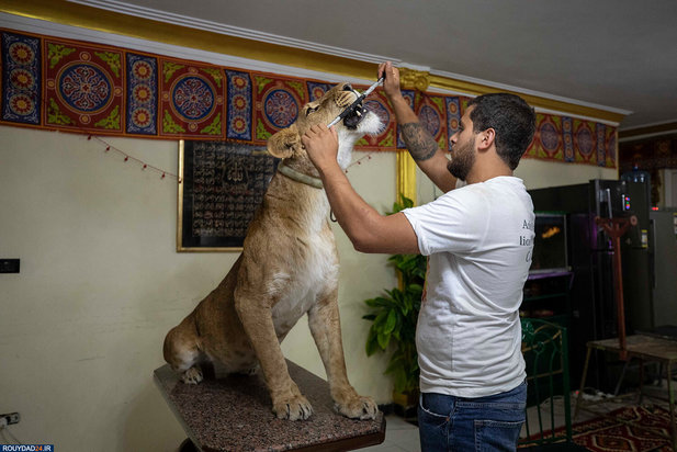 گربه بزرگ در خانه مربی شیر