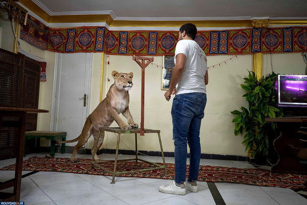 گربه بزرگ در خانه مربی شیر
