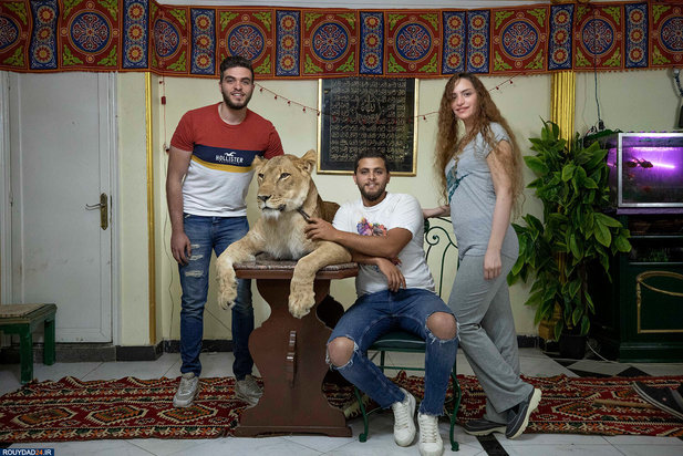 گربه بزرگ در خانه مربی شیر