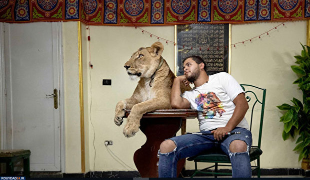 گربه بزرگ در خانه مربی شیر