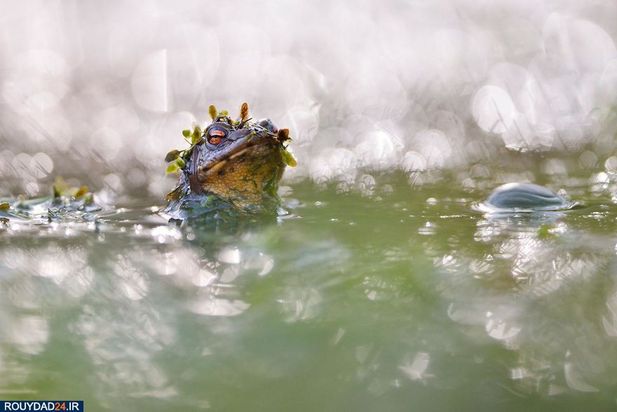 عکاسی از طبیعت