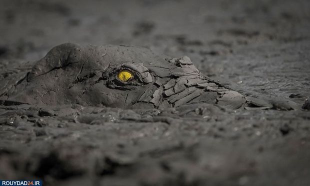 عکاسی از طبیعت