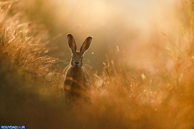 عکاسی از طبیعت