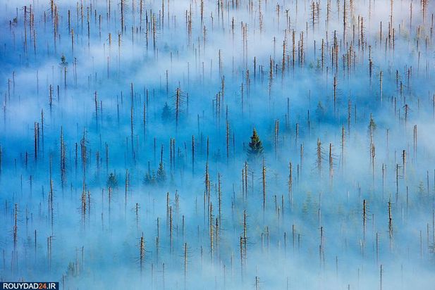 عکاسی از طبیعت