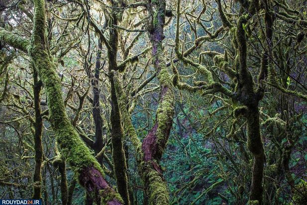 عکاسی از طبیعت