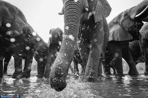 عکاسی از طبیعت