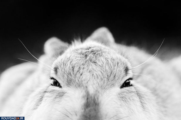 عکاسی از طبیعت