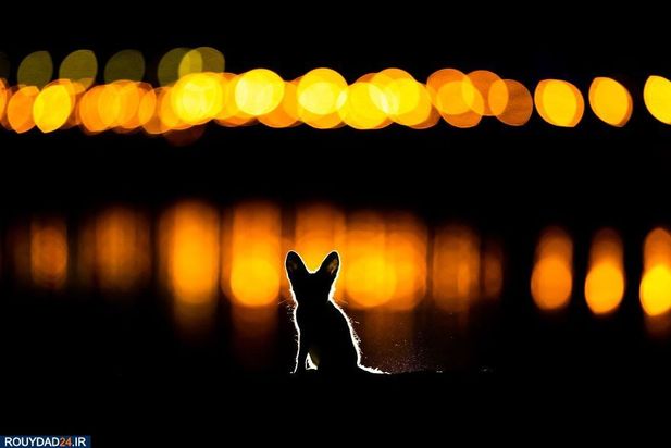 عکاسی از طبیعت