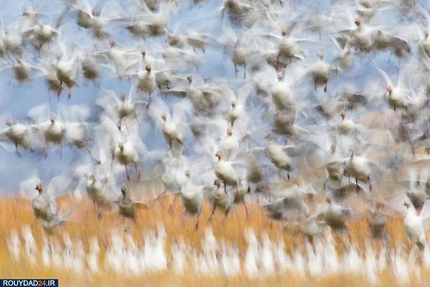 عکاسی از طبیعت