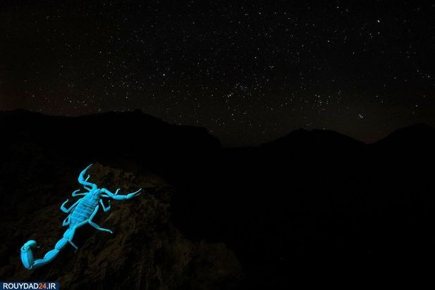 عکاسی از طبیعت