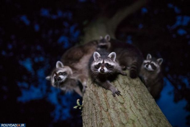 عکاسی از طبیعت