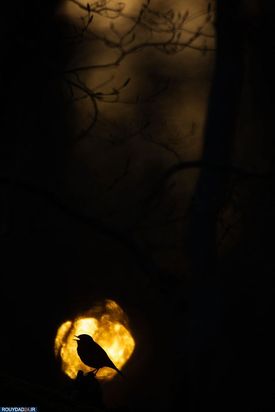 عکاسی از طبیعت