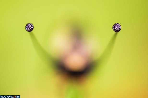 عکاسی از طبیعت