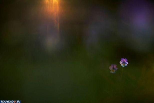 عکاسی از طبیعت