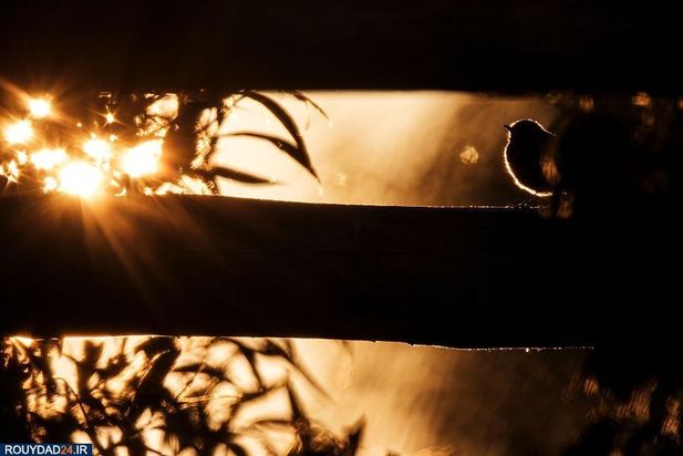 عکاسی از طبیعت