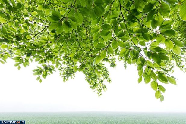 عکاسی از طبیعت