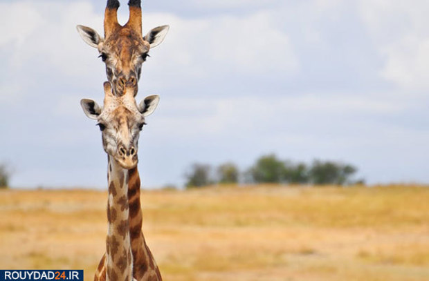 عکاسی از طبیعت