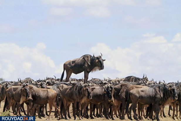 عکاسی از طبیعت