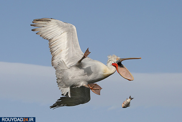 عکاسی از طبیعت