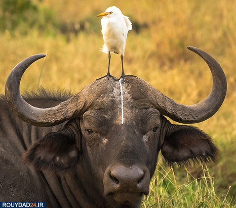 عکاسی از طبیعت