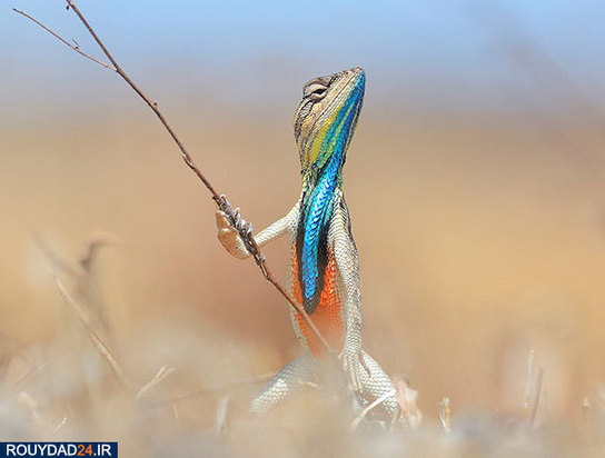 عکاسی از طبیعت