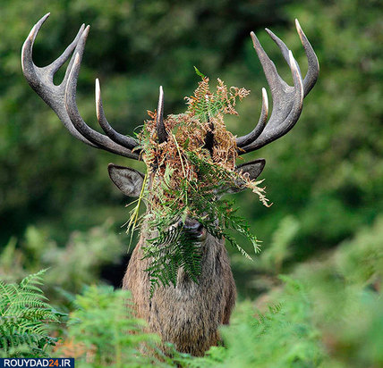 عکاسی از طبیعت