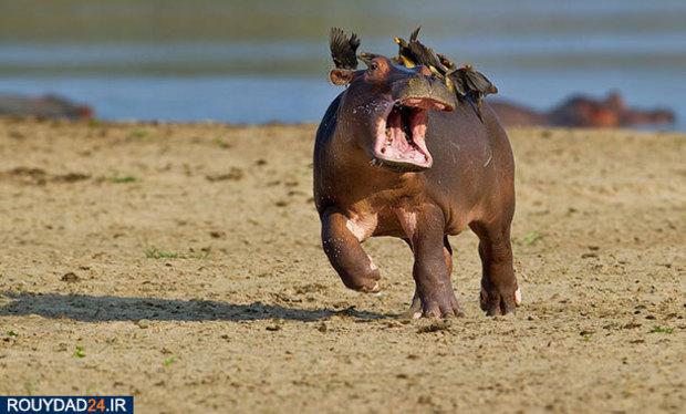 عکاسی از طبیعت