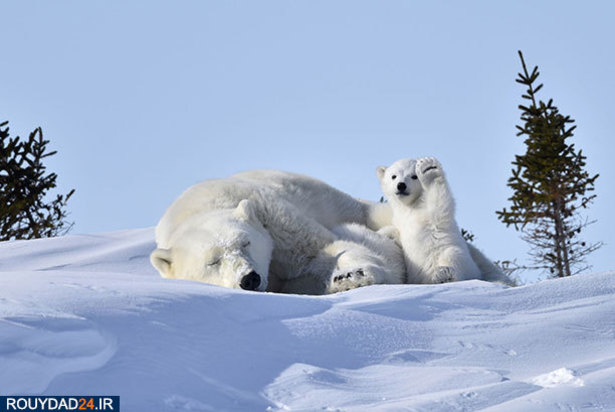 عکاسی از طبیعت