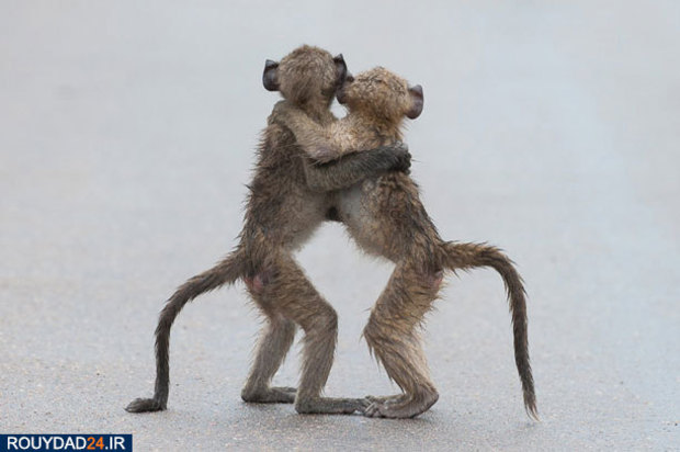 عکاسی از طبیعت