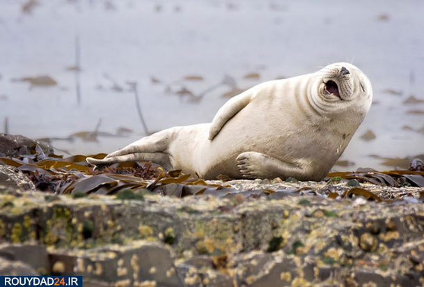 عکاسی از طبیعت