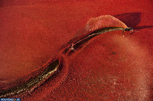 بهترین تصاویر ورزشب