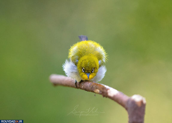 حیوانات هند