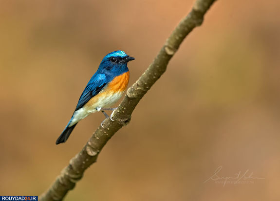 حیوانات هند