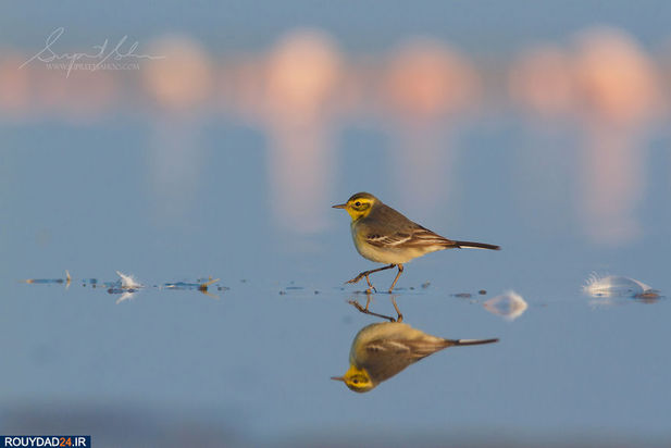 حیوانات هند