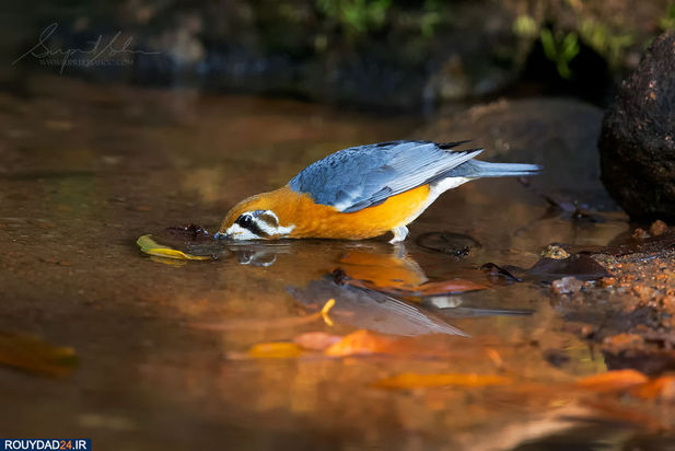 حیوانات هند