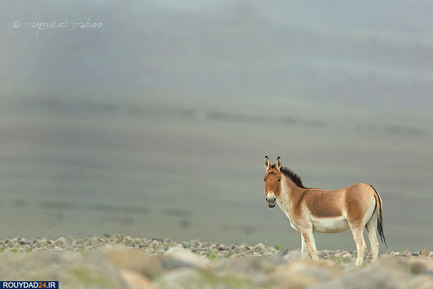 حیوانات هند