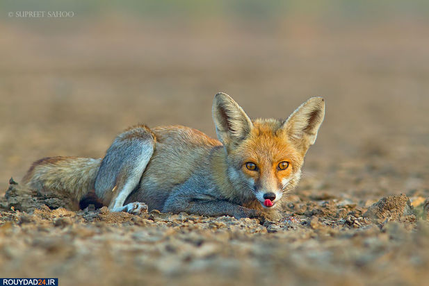 حیوانات هند