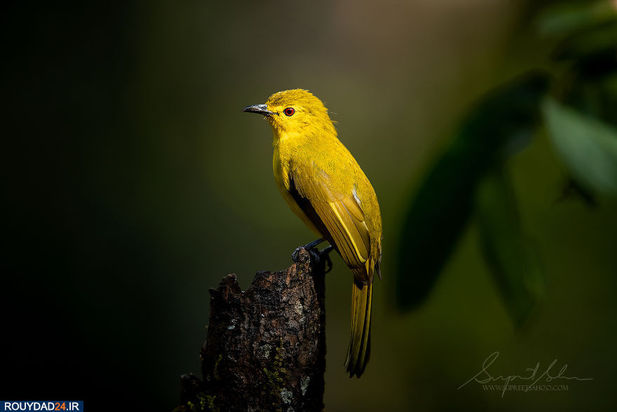 حیوانات هند