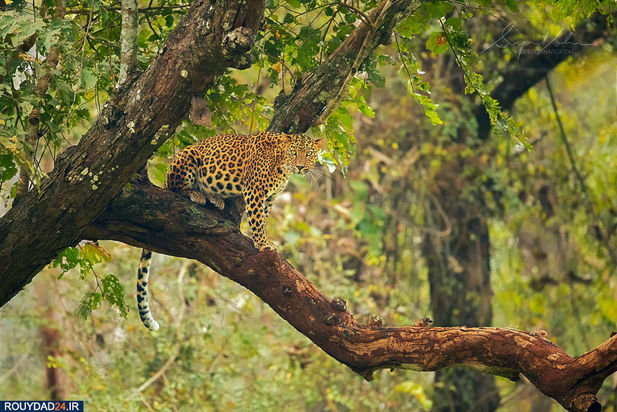 حیوانات هند