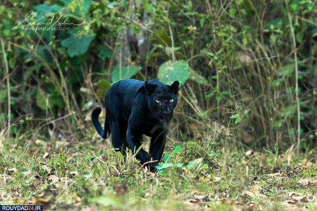 حیوانات هند