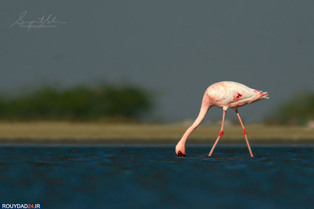 حیوانات هند