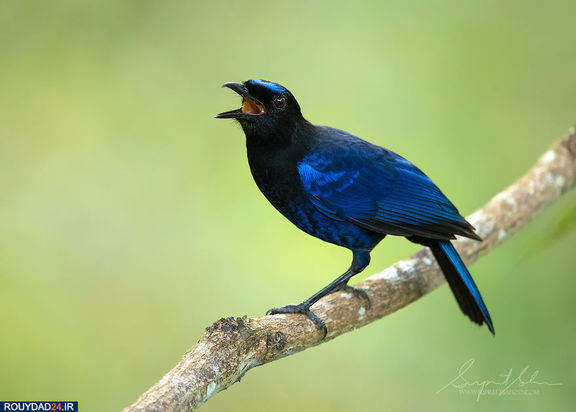 حیوانات هند