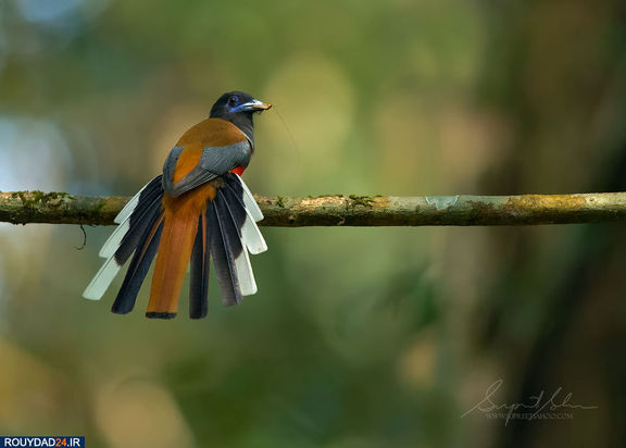 حیوانات هند